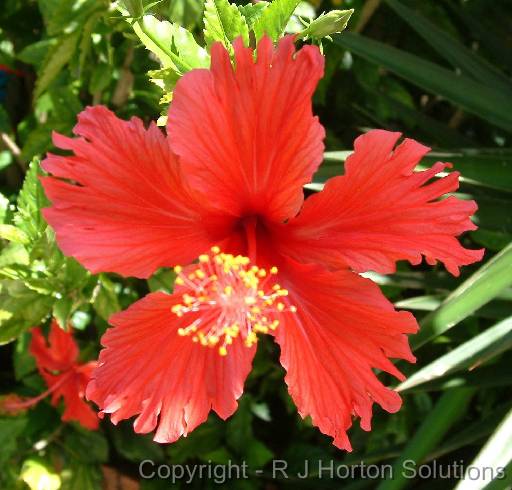Hibiscus Red Single 